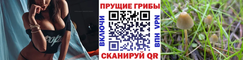 где найти   Верещагино  Галлюциногенные грибы Cubensis 